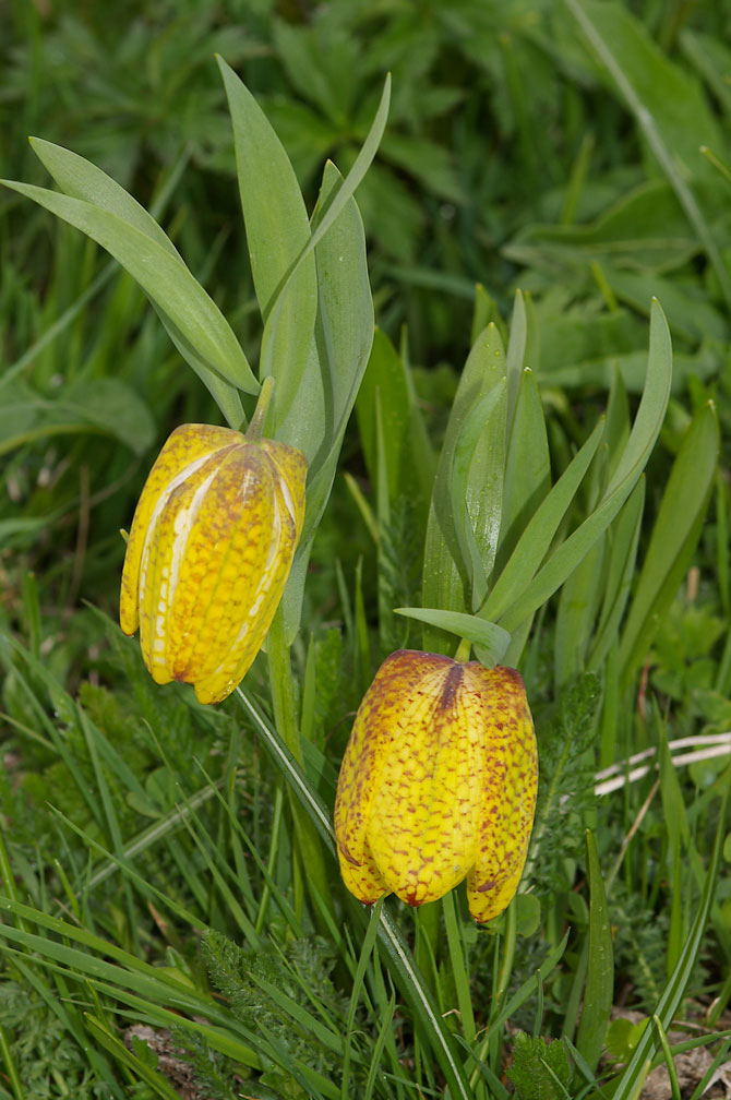 Fritillaria tubaeformis subsp. moggridgei / Meleagride alpino